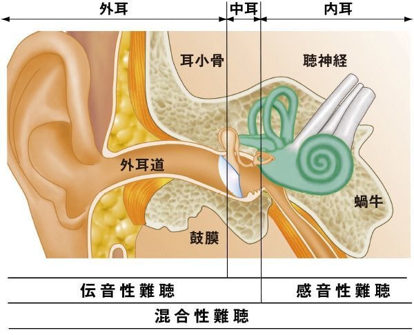 聞こえのしくみ~外耳道~有毛細胞まで